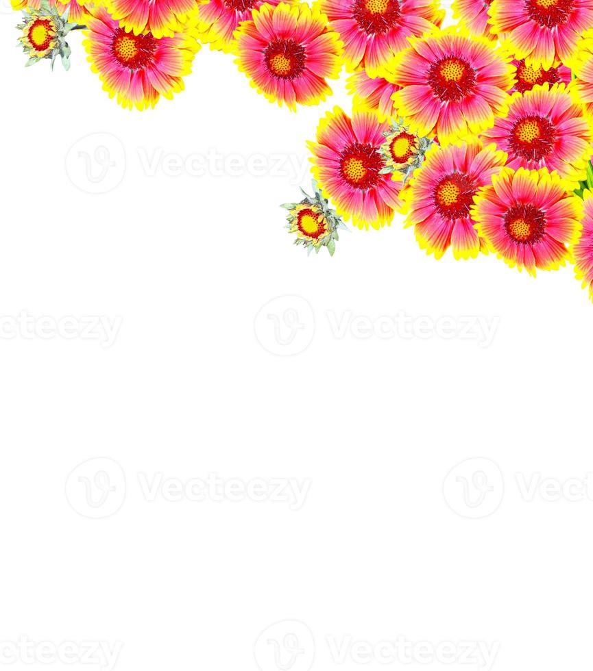 Gaillardia flowers isolated on white background. photo