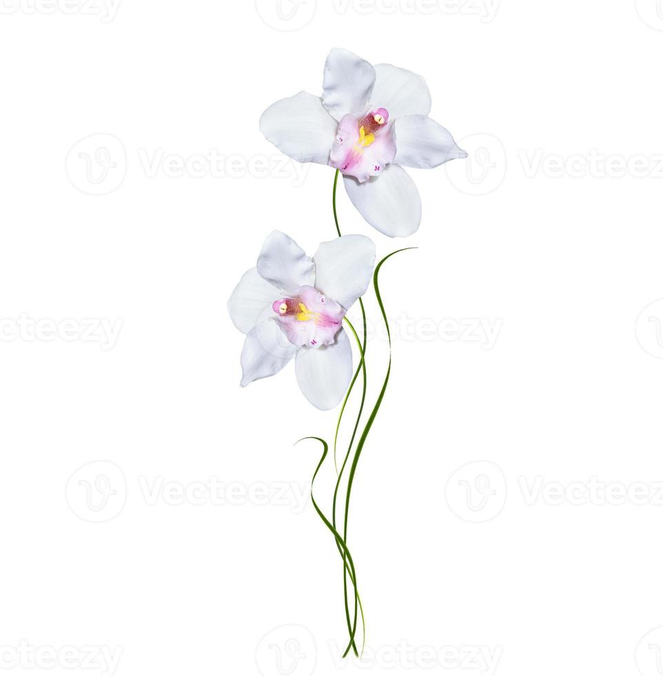 Orchid flower isolated on white background. photo