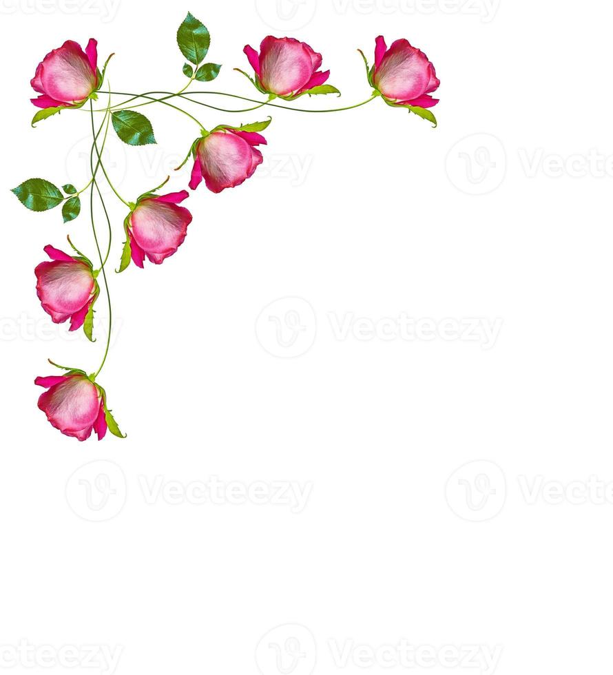 flower buds of roses isolated on white background photo