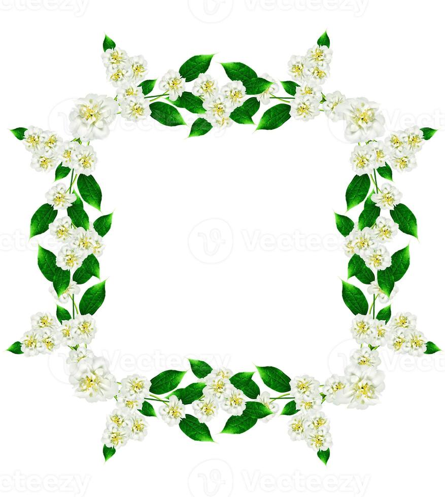 frame of jasmine flowers photo