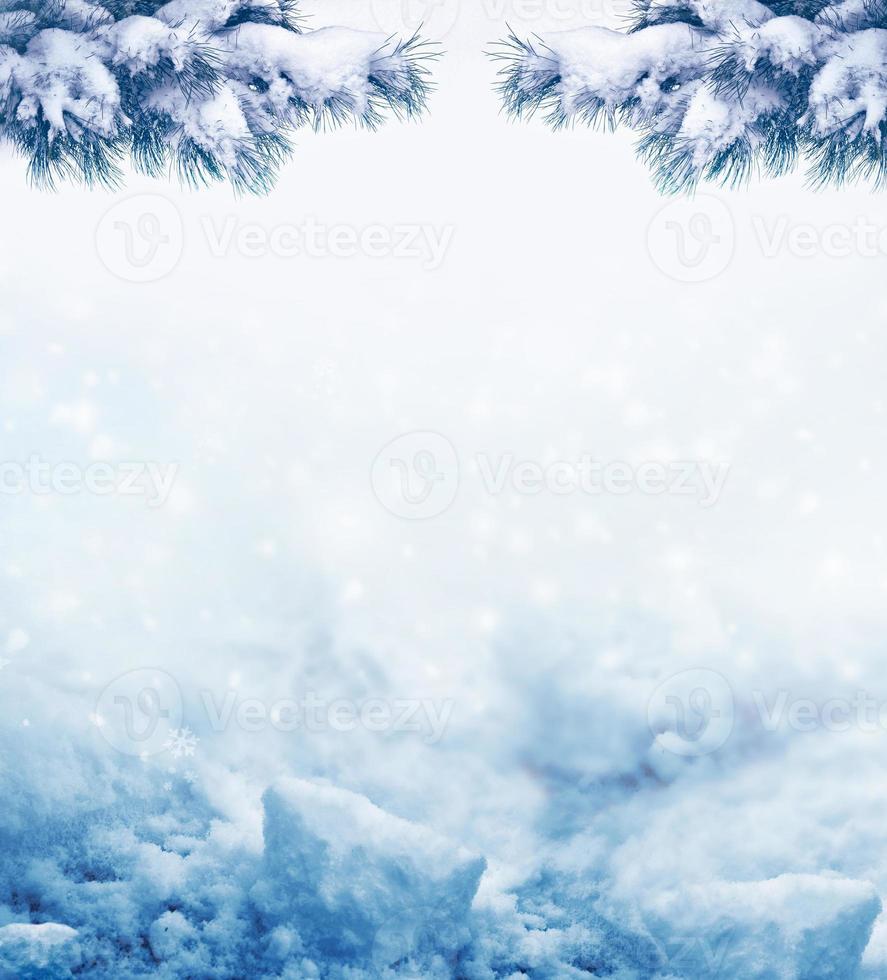 Christmas background with snow-covered fir branches photo