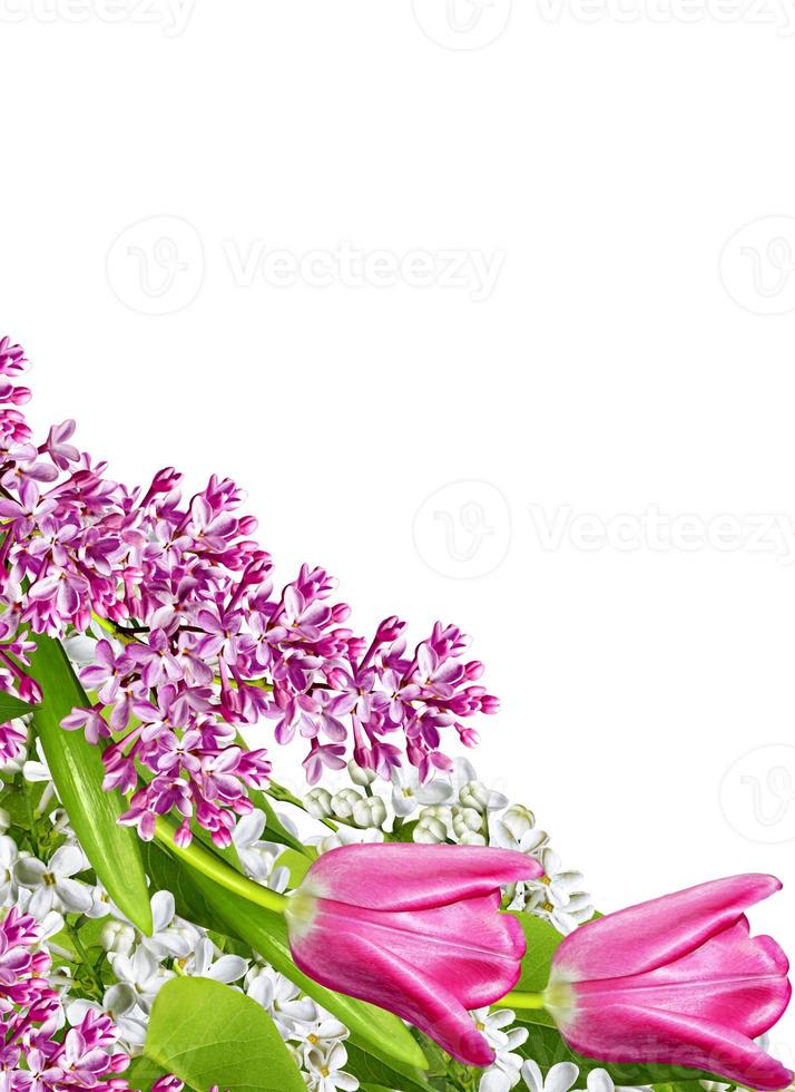 spring flowers  lilac  isolated on white background photo