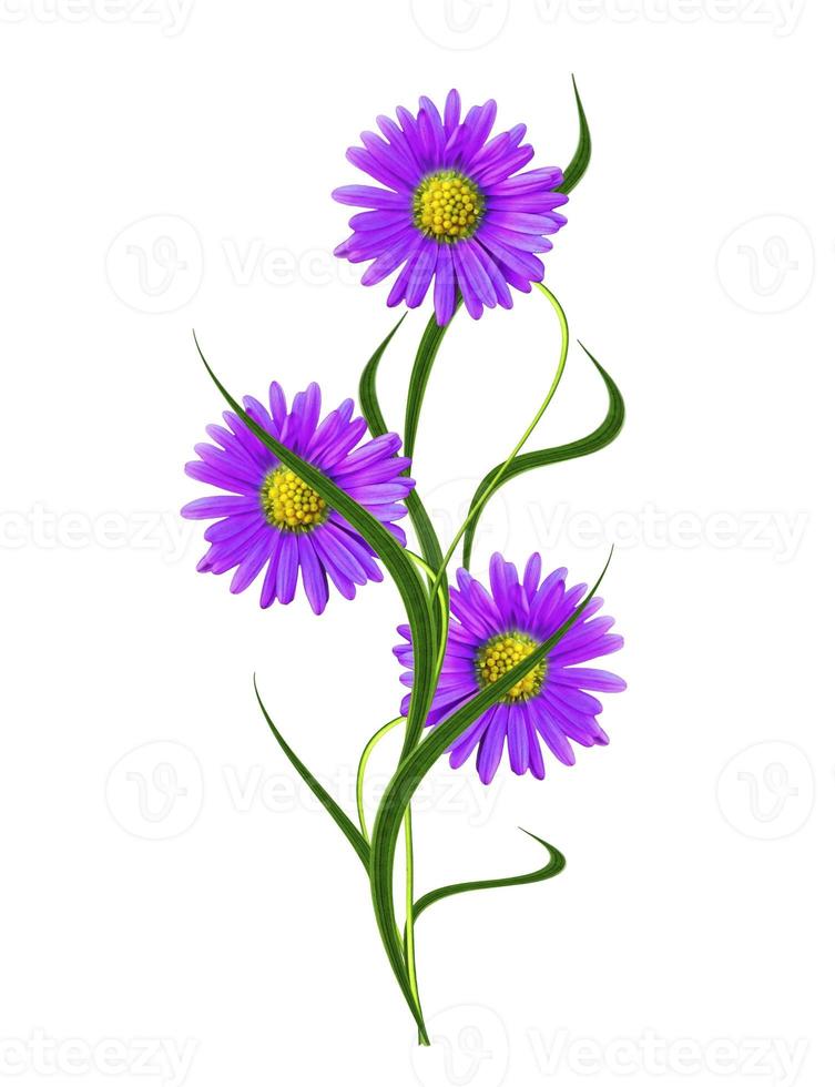 chrysanthemum isolated on white background photo
