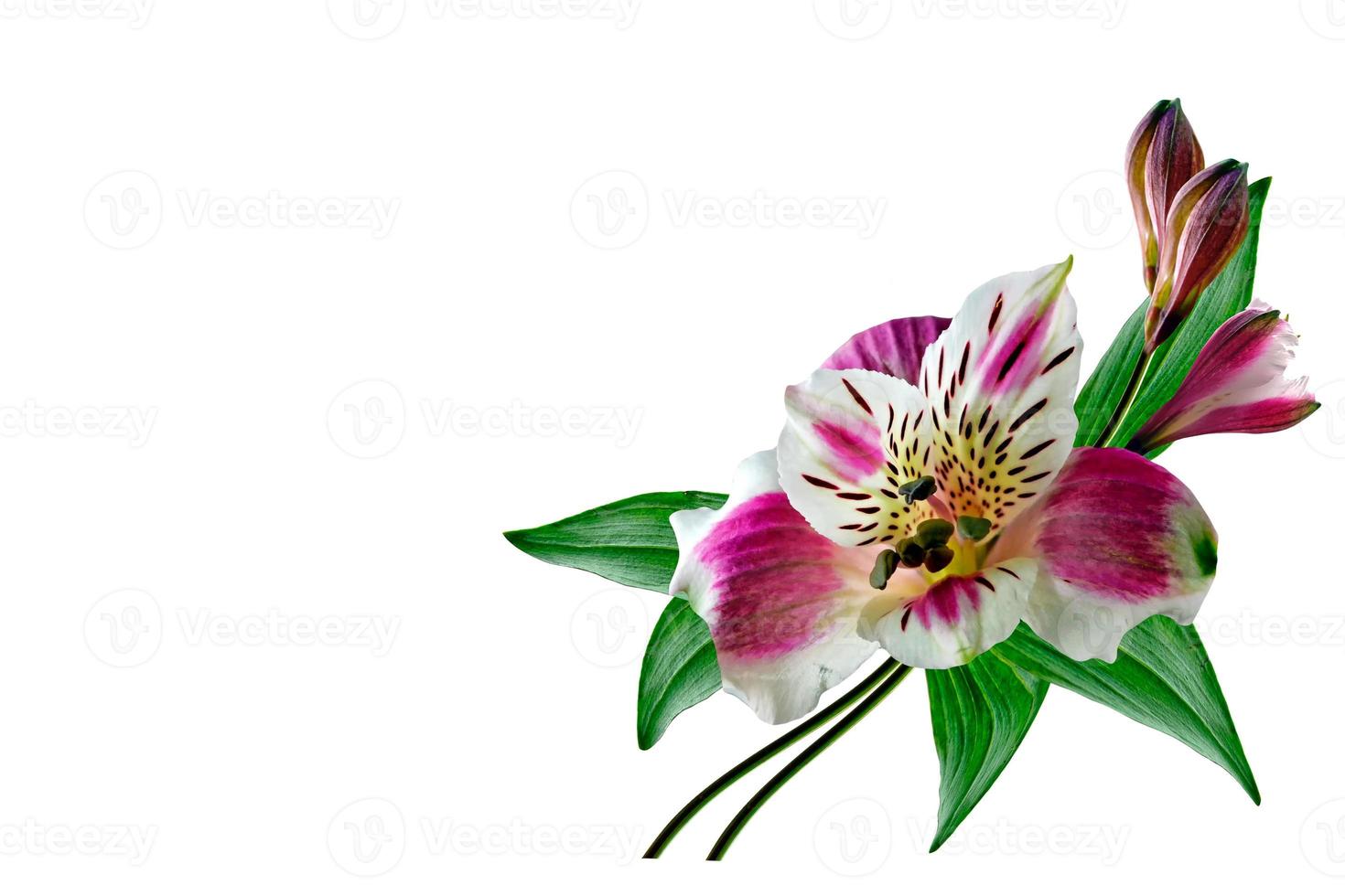 Colorful bright flowers Alstroemeria on a white background. photo