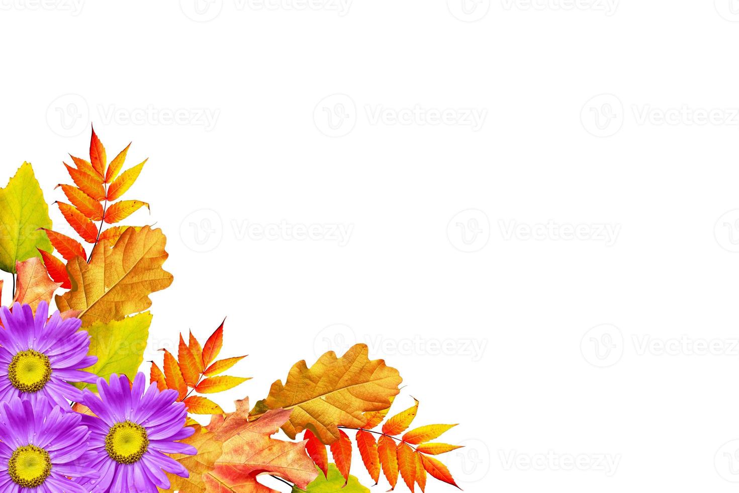 autumn leaves isolated on white background. photo