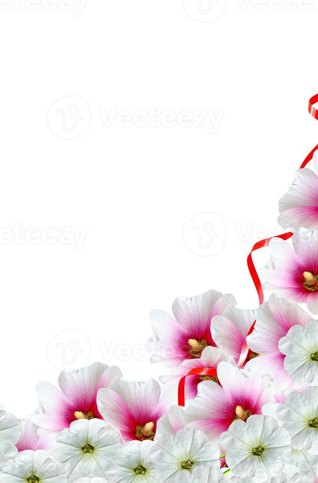 mallow flowers isolated on white background photo