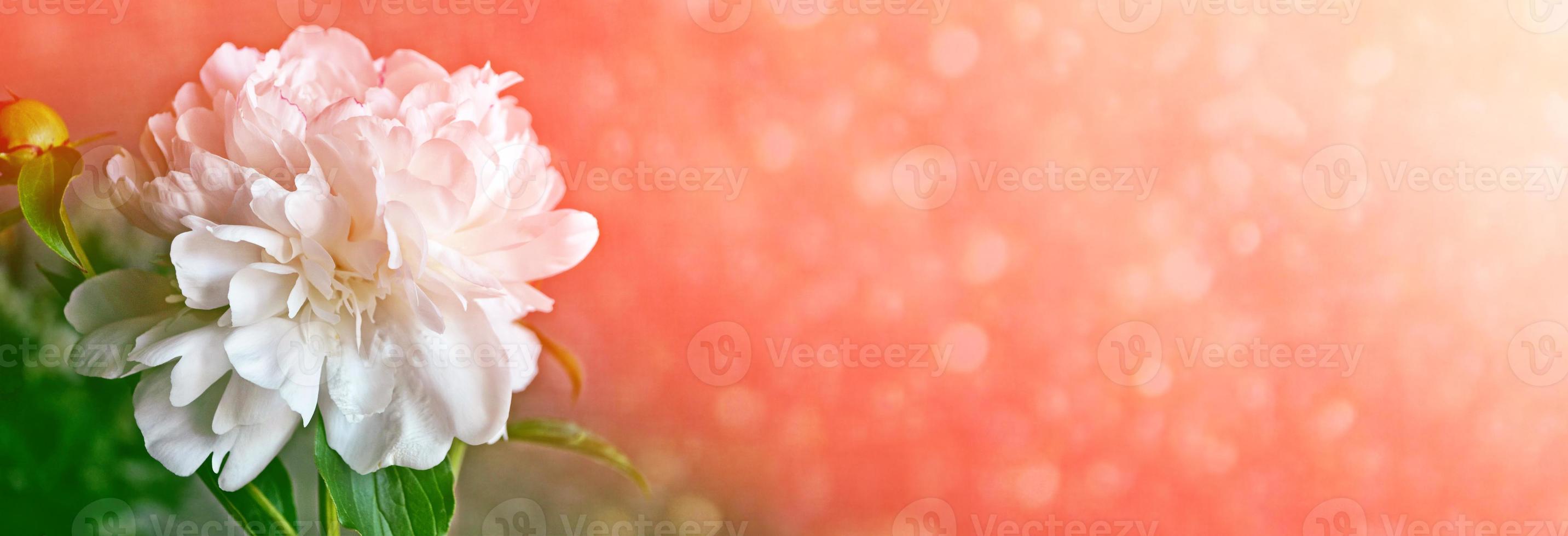 Bright colorful flowers peonies photo