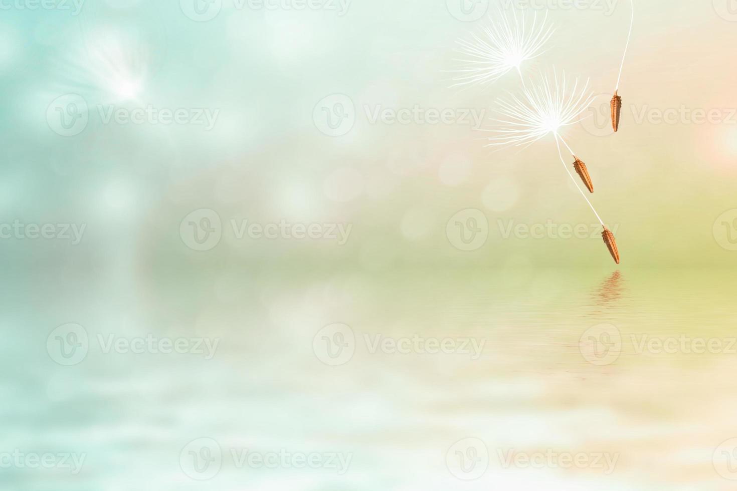 Fluffy dandelion flower against the background of the summer landscape. photo