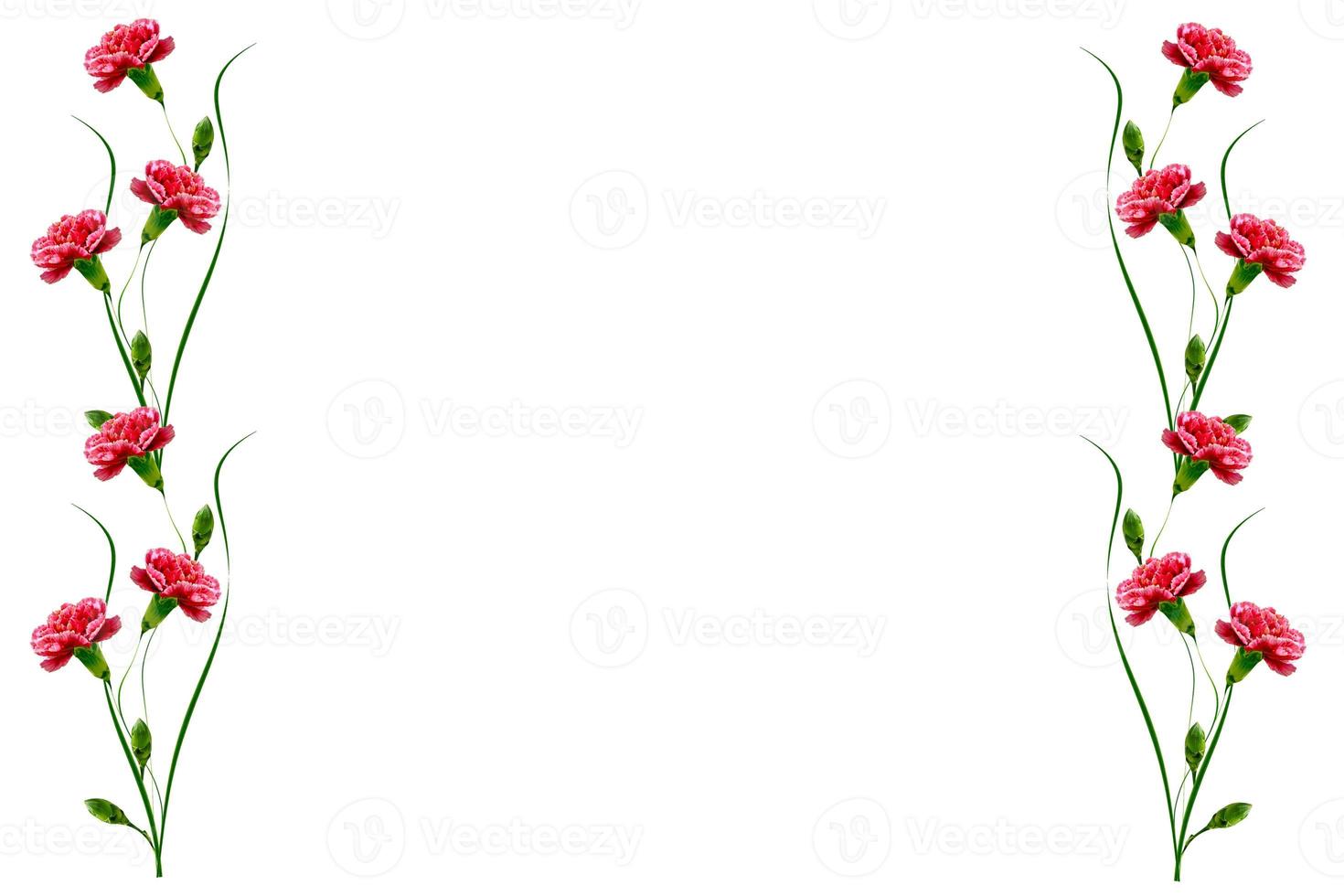 Colorful carnation flowers photo