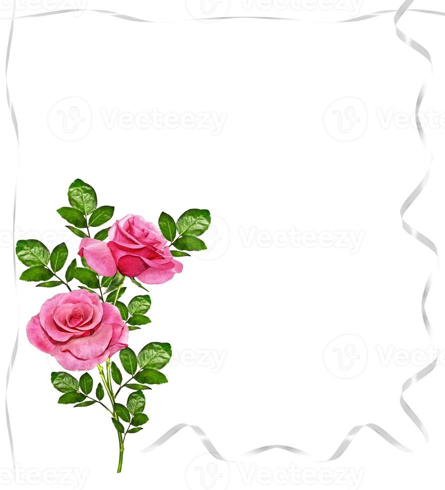 flower buds of roses isolated on white background photo