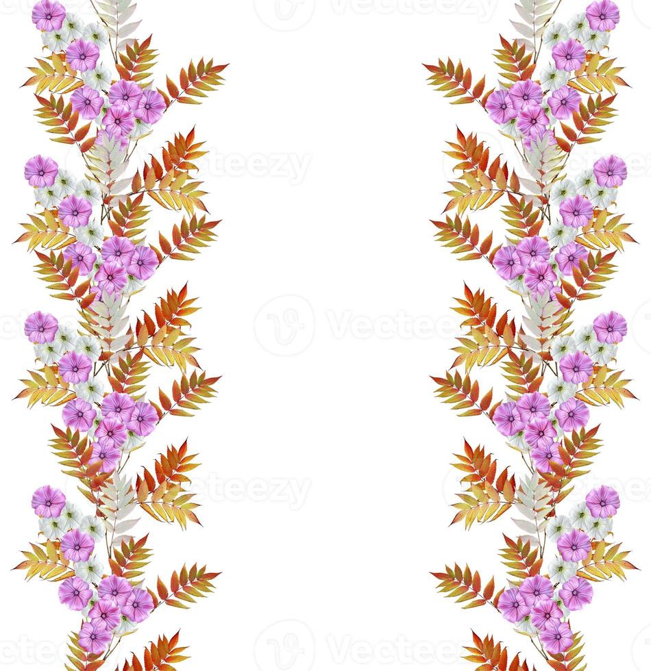 Autumn beautiful colorful morning glory flowers isolated on white background photo