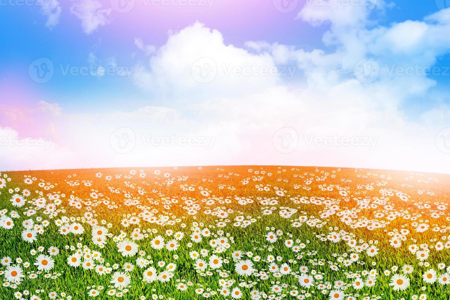 Wildflowers daisies. Summer landscape. photo