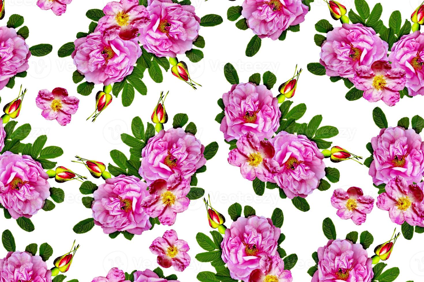 Floral background. briar photo