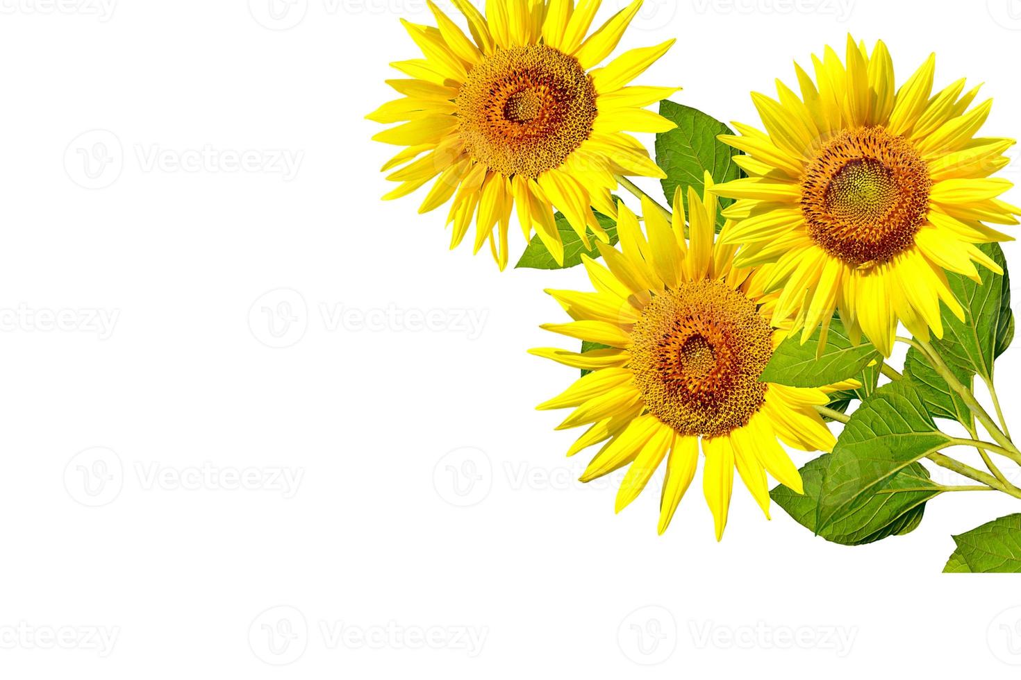 beautiful sunflower isolated photo