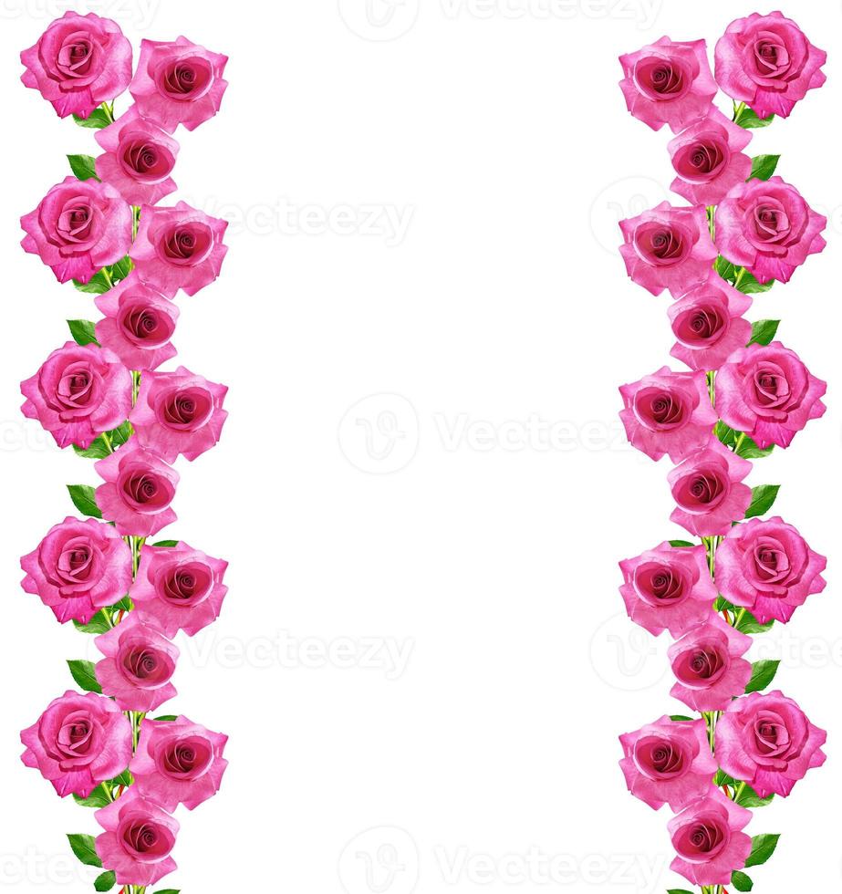 The buds of flowers roses. photo