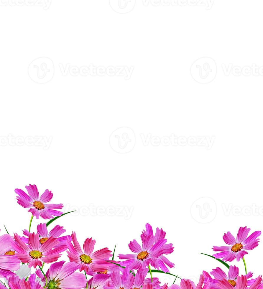 Cosmos flowers isolated on white background. photo