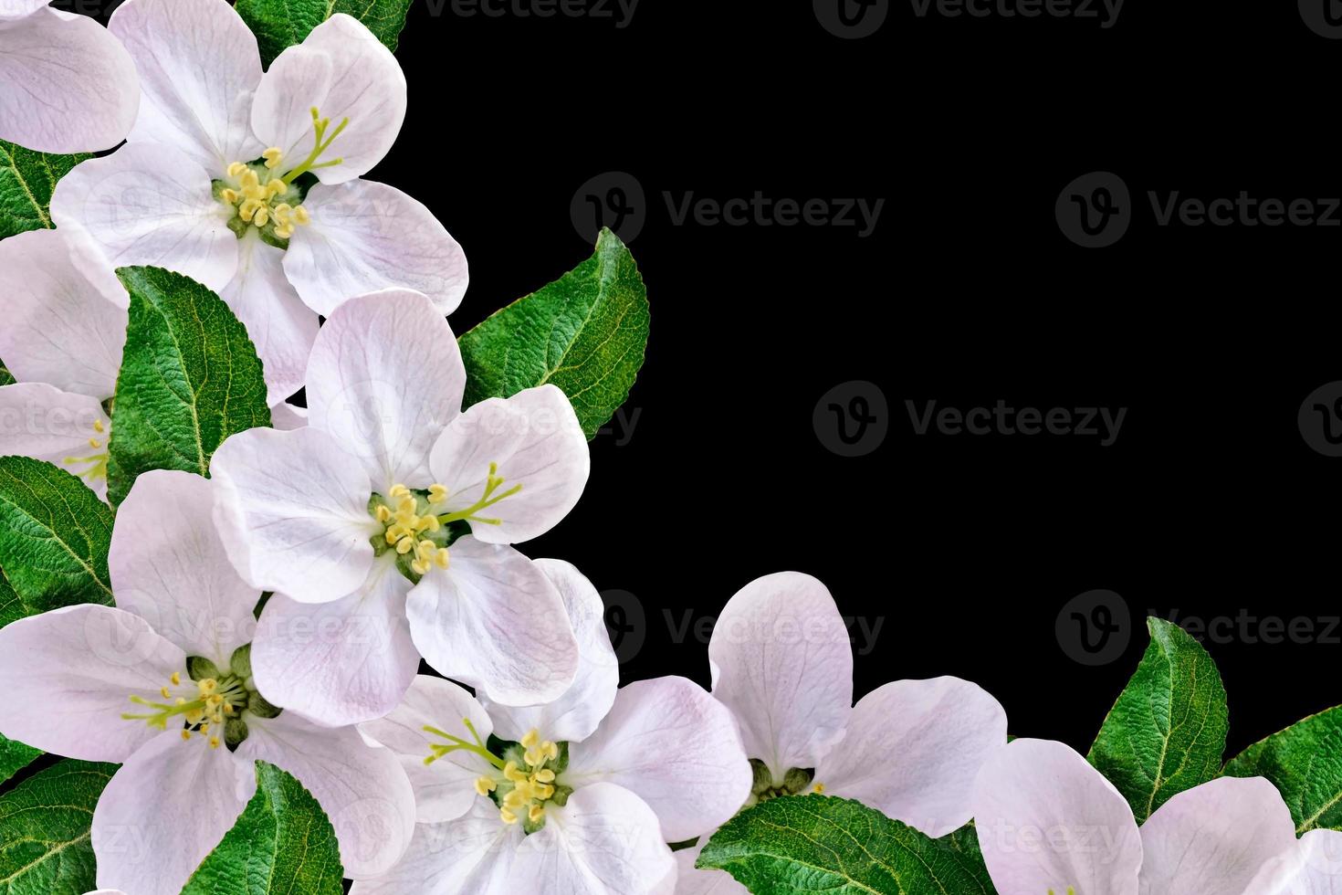 Beautiful delicate white flowers of apple blossom isolated on black background. photo