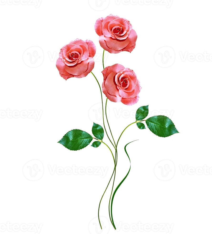 flower buds of roses isolated on white background photo