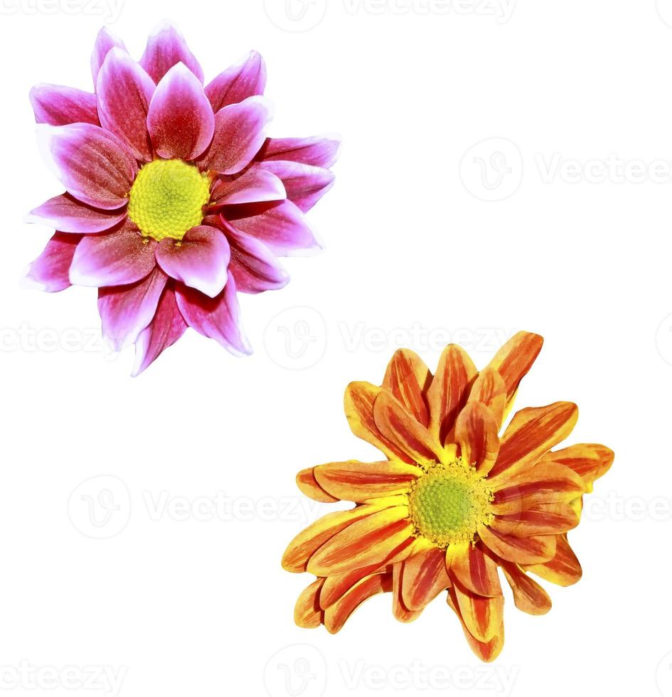 Colorful autumn flowers of chrysanthemum photo