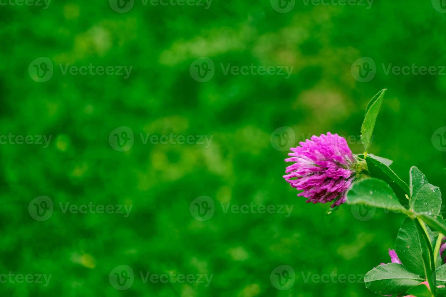 Pink flowers of clover photo