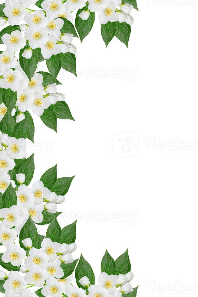 branch of jasmine flowers isolated on white background. spring photo