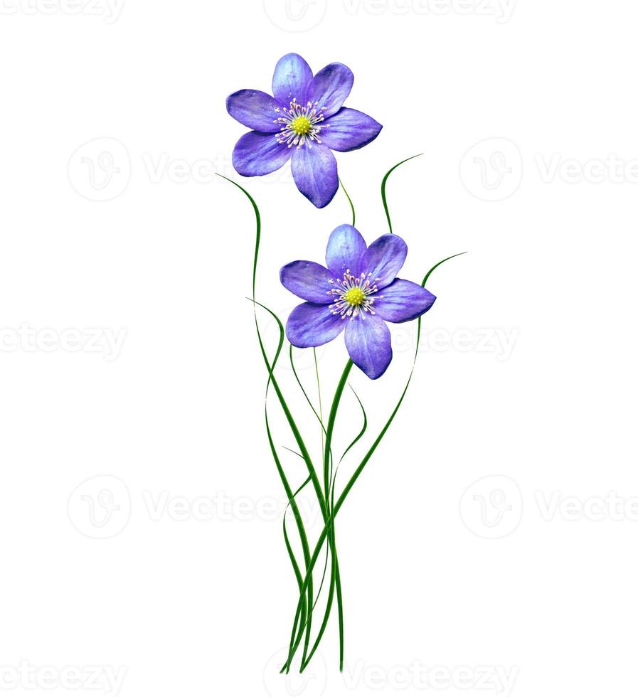 spring flowers snowdrops isolated on white background. photo