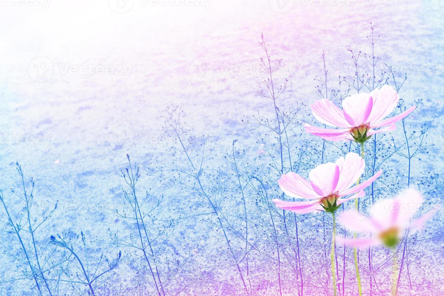 Colorful cosmos flowers on a background of summer landscape. photo