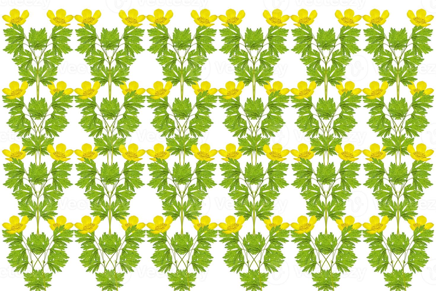 Yellow wildflowers buttercup isolated on white background. photo