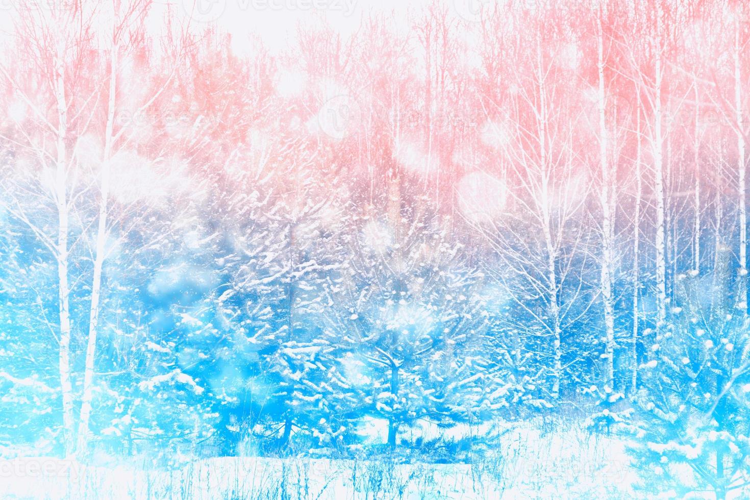 Frozen winter forest with snow covered trees. photo
