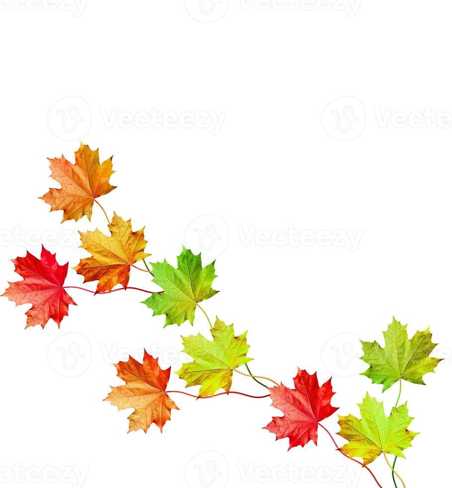 autumn leaves isolated on white background. photo