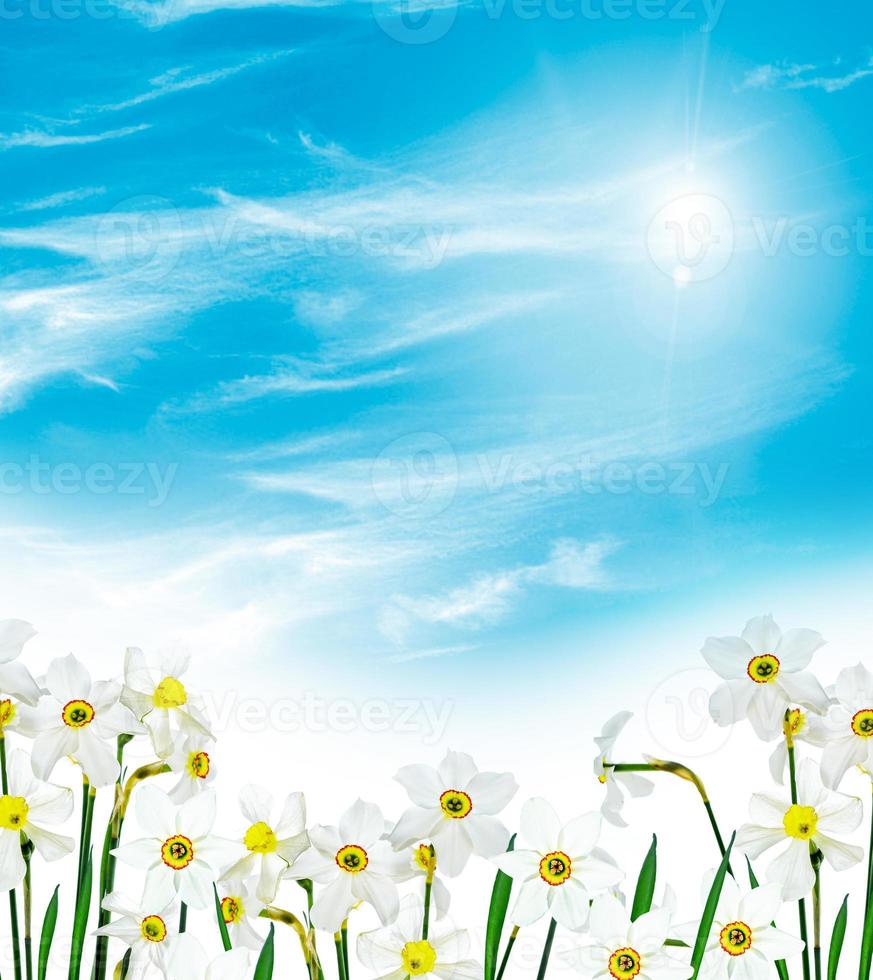 Spring flowers on a background of blue sky with clouds photo