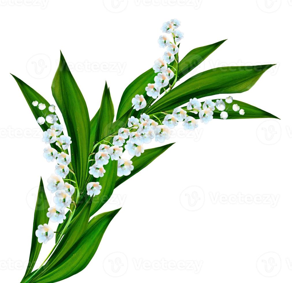 flowers lily of the valley photo
