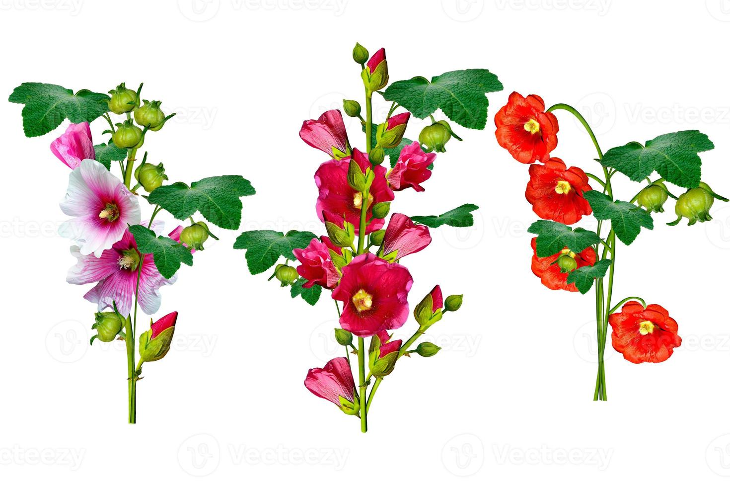 mallow flowers isolated on white background photo