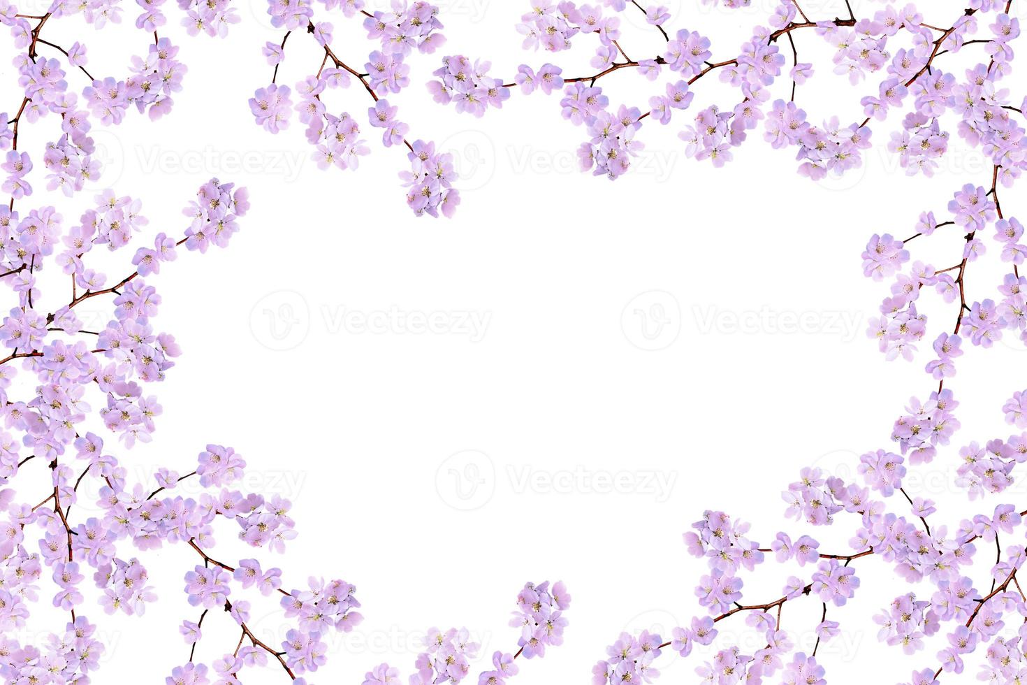 Flowering branch of cherry isolated on a white background. photo