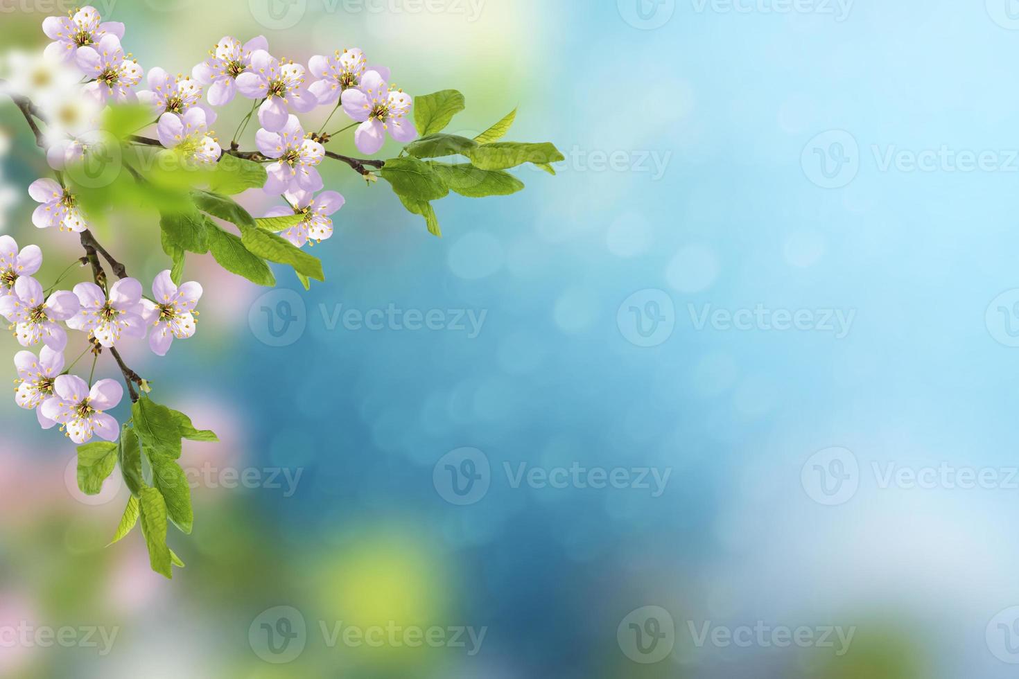 Blossoming branch apple. photo
