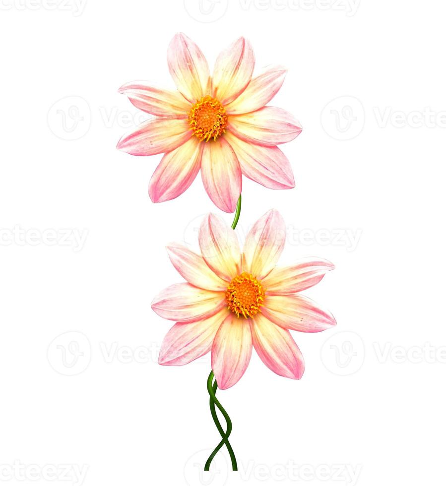 Flowers isolated on white background. photo