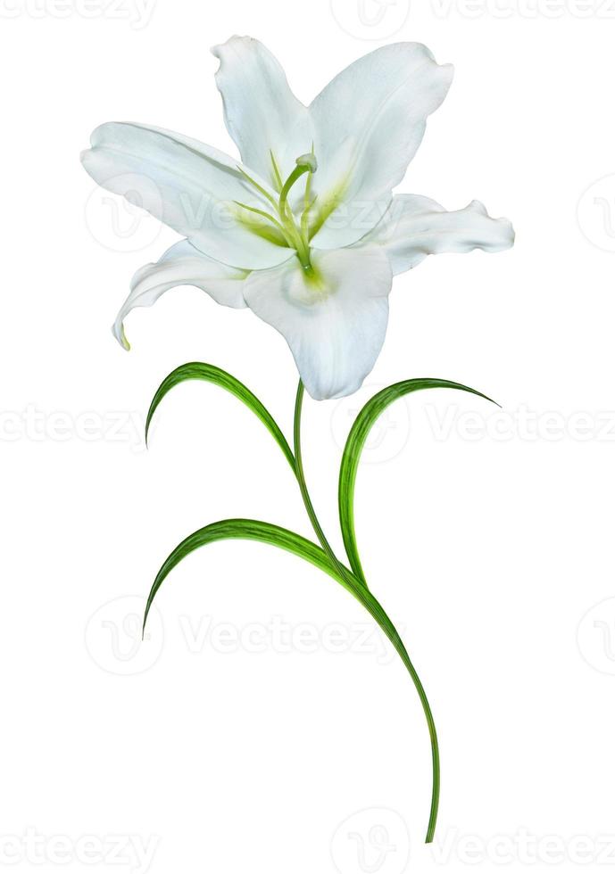 Flower lily isolated on white background. summer photo