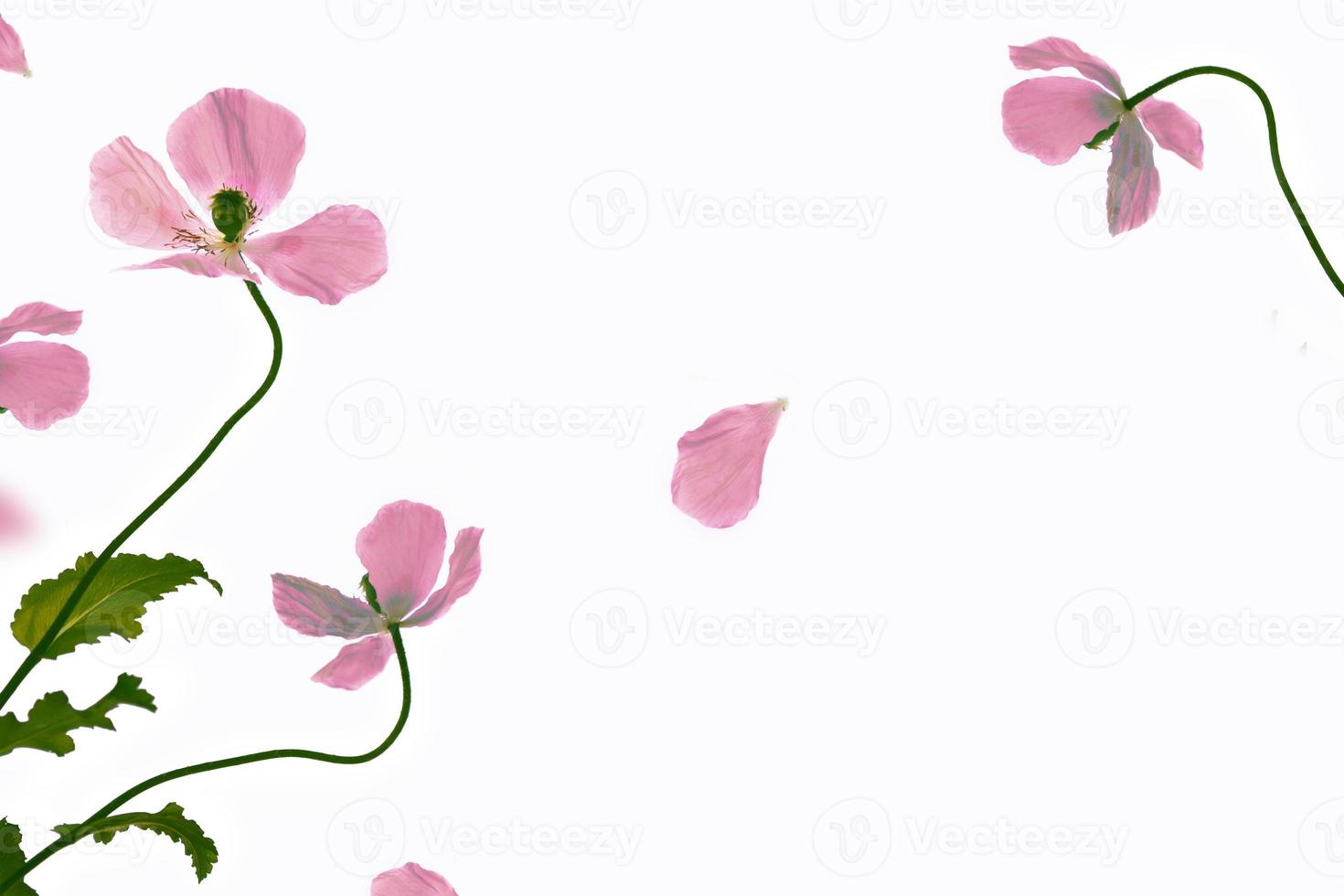 spring colorful flowers poppies.  Floral background. photo