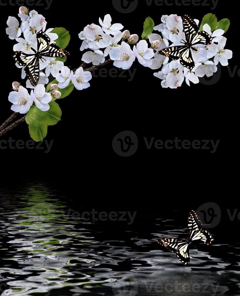 Flowering branch of cherry isolated on a black background photo
