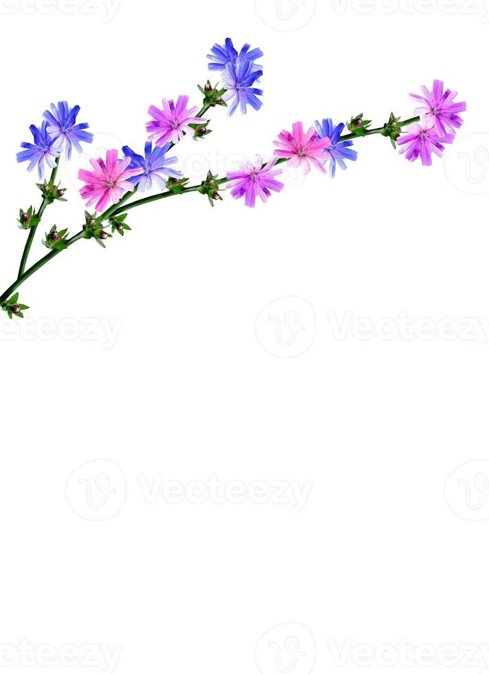 Flowers cornflowers isolated on white background photo