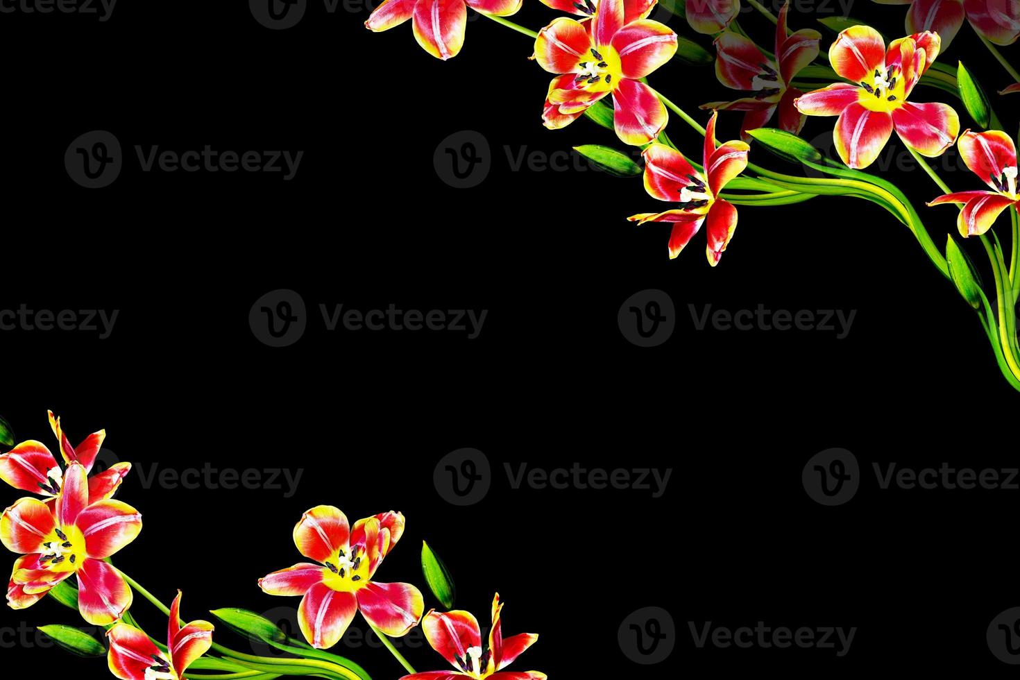 spring flowers tulips isolated on black background. photo