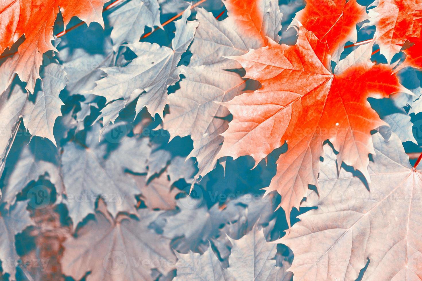 autumn landscape with bright colorful foliage. Indian summer. photo