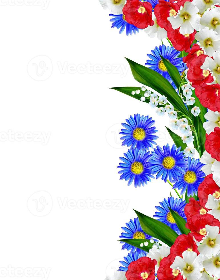 daisies summer white flower isolated on white background photo
