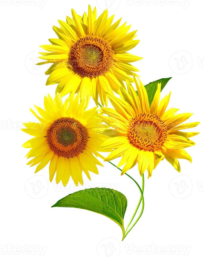 hermoso girasol aislado en un fondo blanco foto