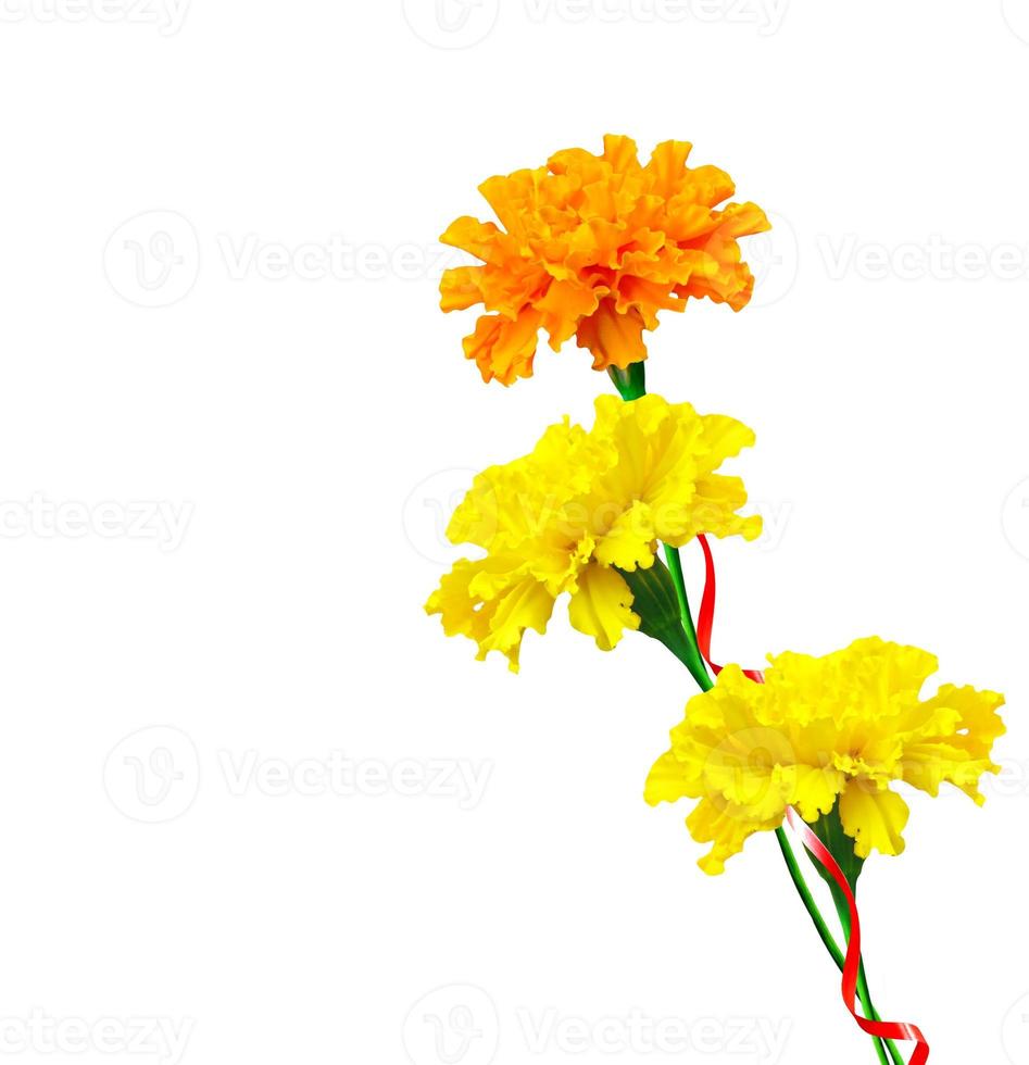 bright colorful flowers marigolds isolated on white background photo