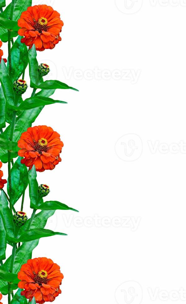 Zinnia flowers isolated on white background photo