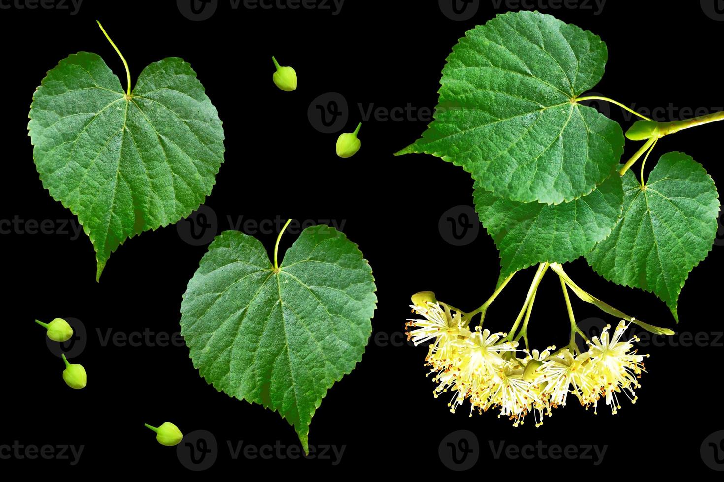 Sprig of linden blossoms isolated on black background. photo