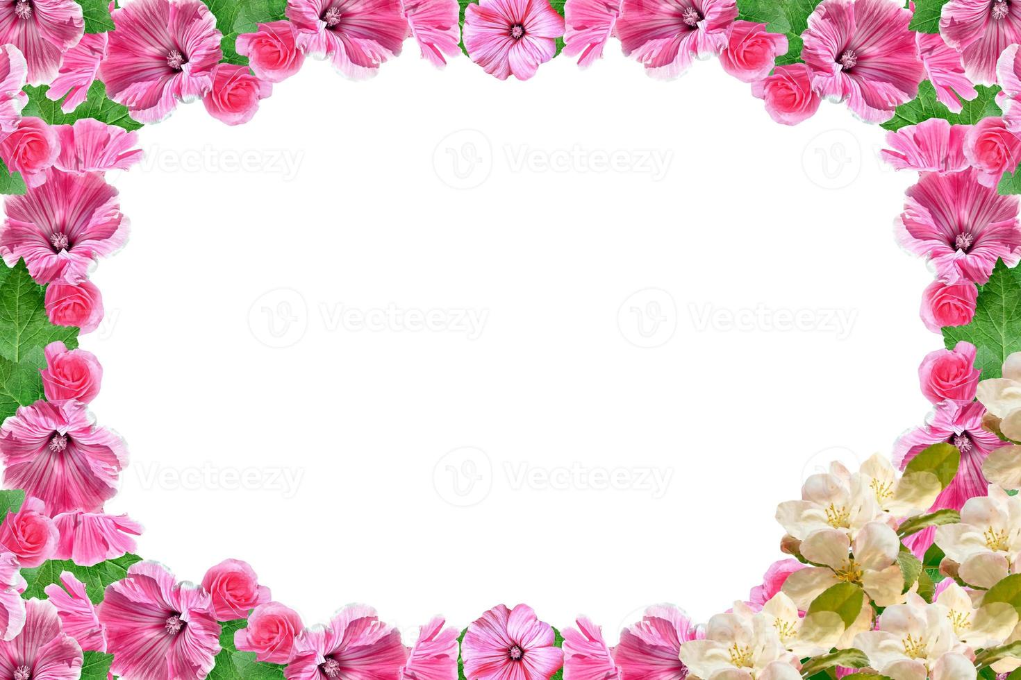 Flowering branch of apple isolated on a white background. Spring photo