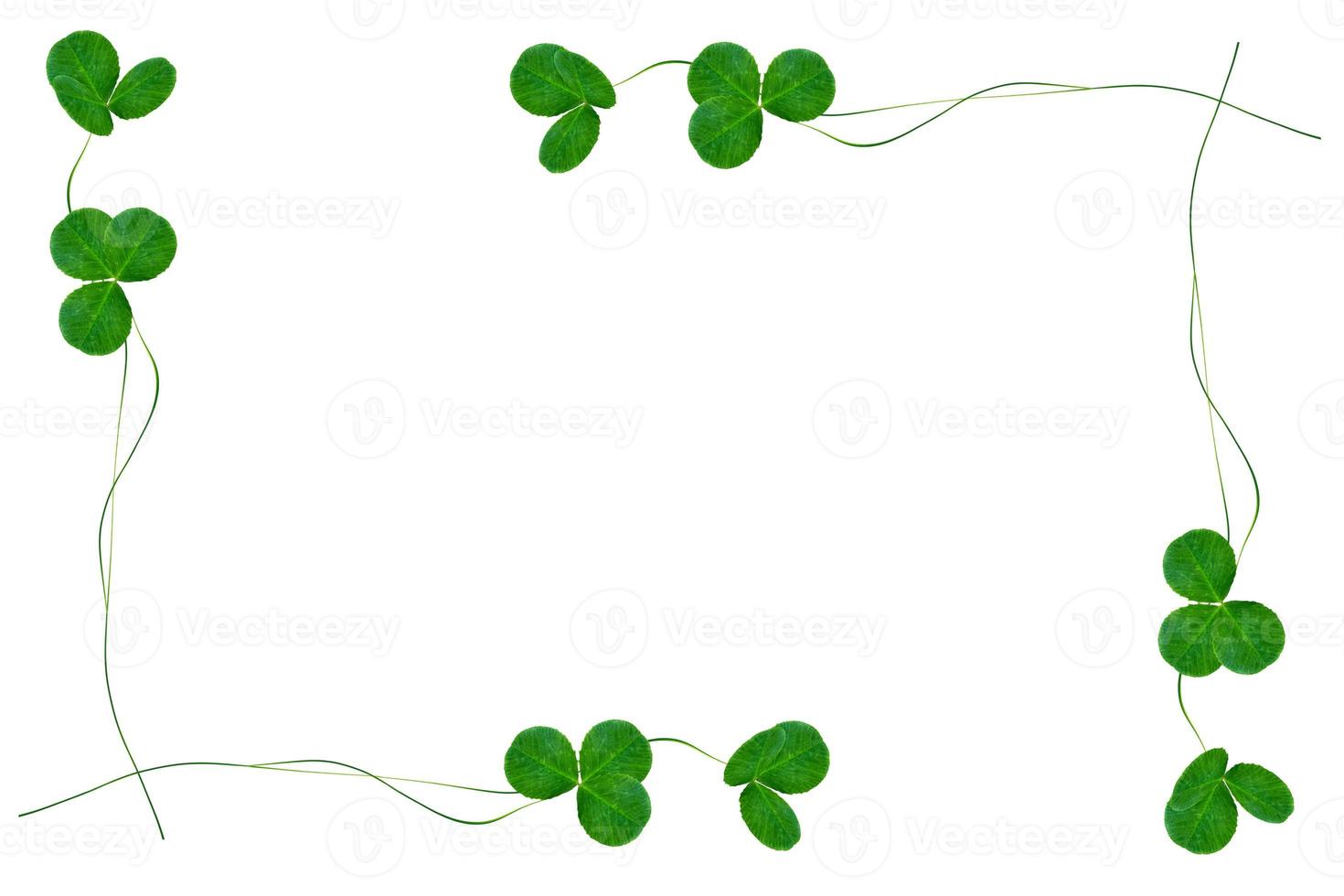 green clover leaves isolated on white background. St.Patrick 's Day photo