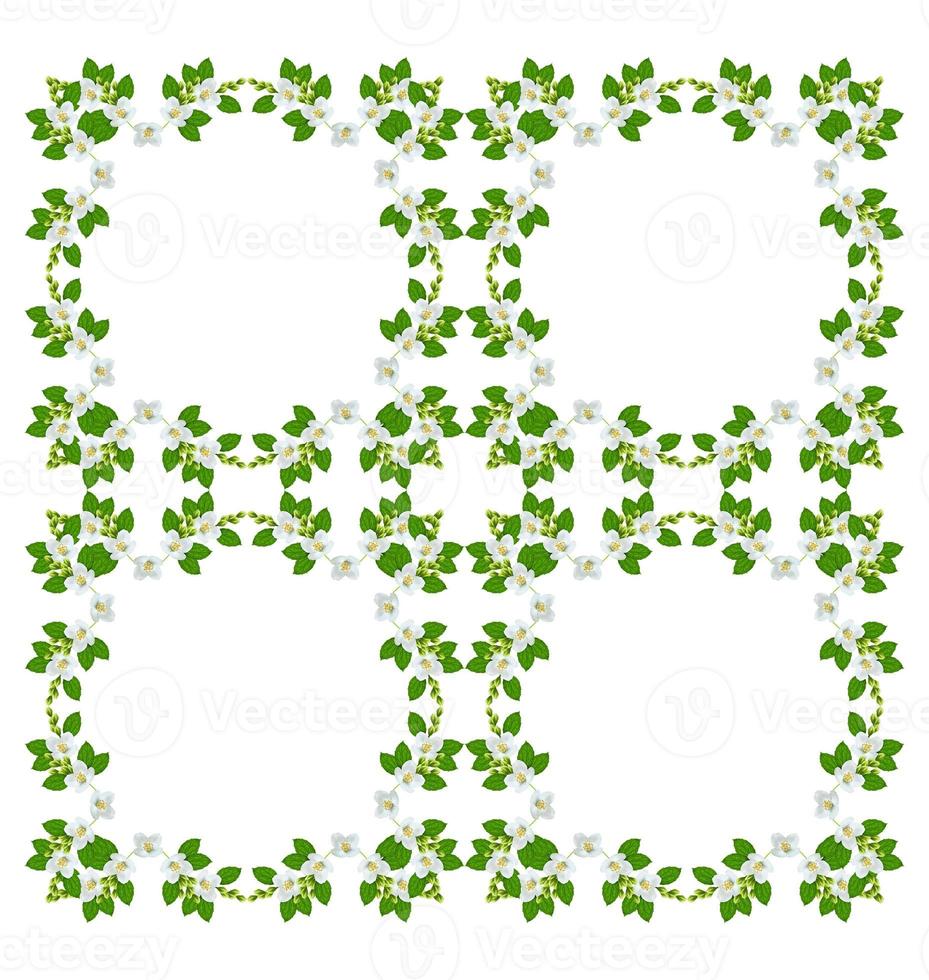 branch of jasmine flowers isolated on white background photo